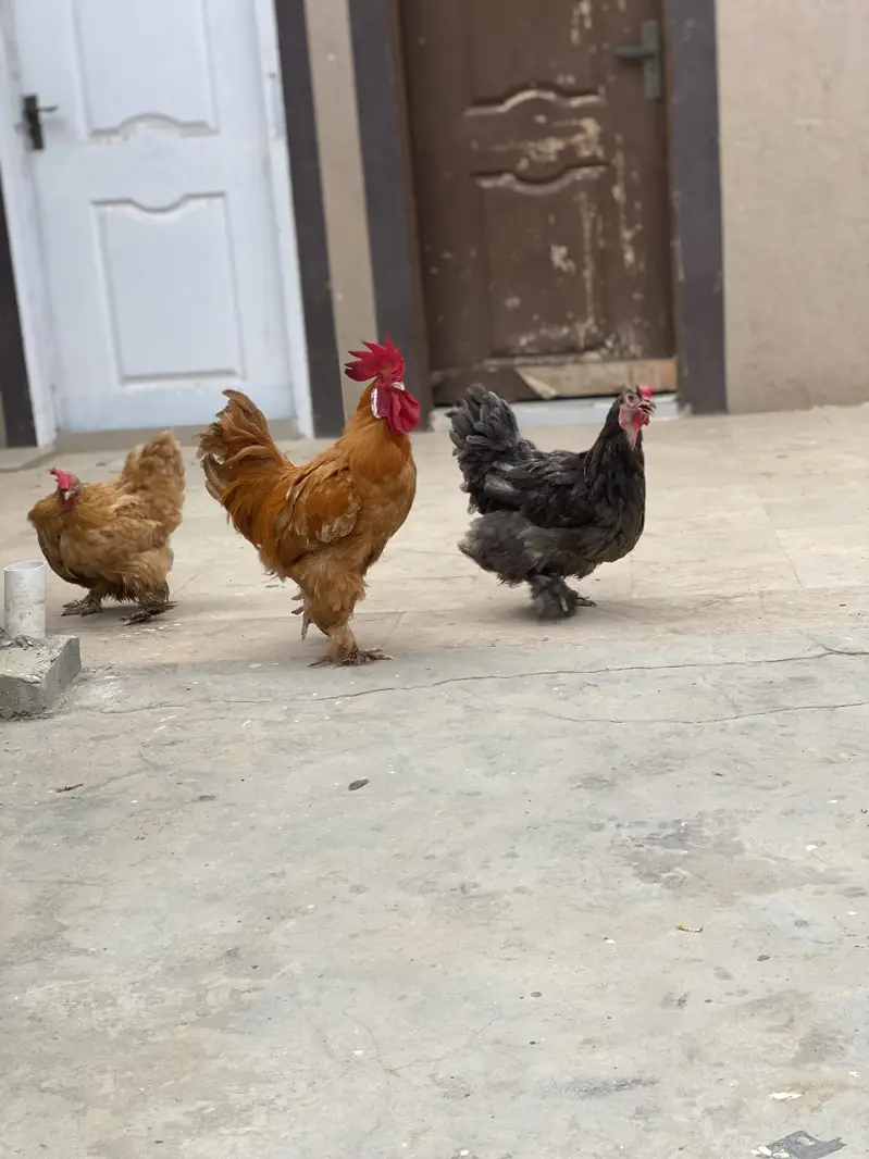 2 Females 1 Male — photo 3