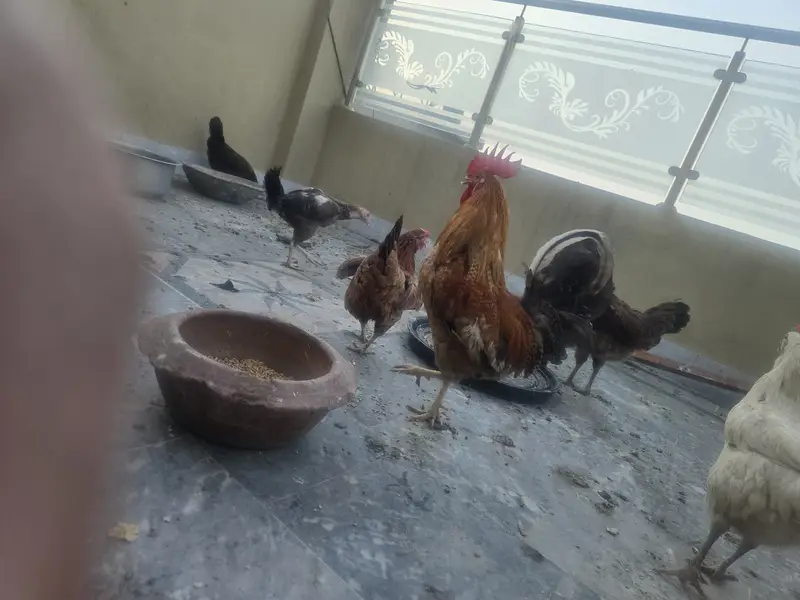 Aseel | Sindhi Aseel | Pakistan Aseel | Mianwali Aseel For Sale — photo 12