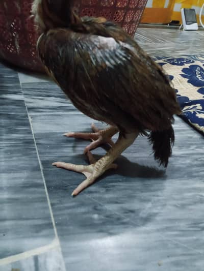 Aseel Chiks