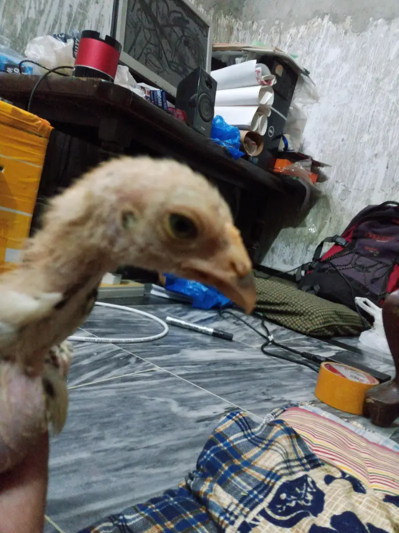 Aseel Chiks — photo 8