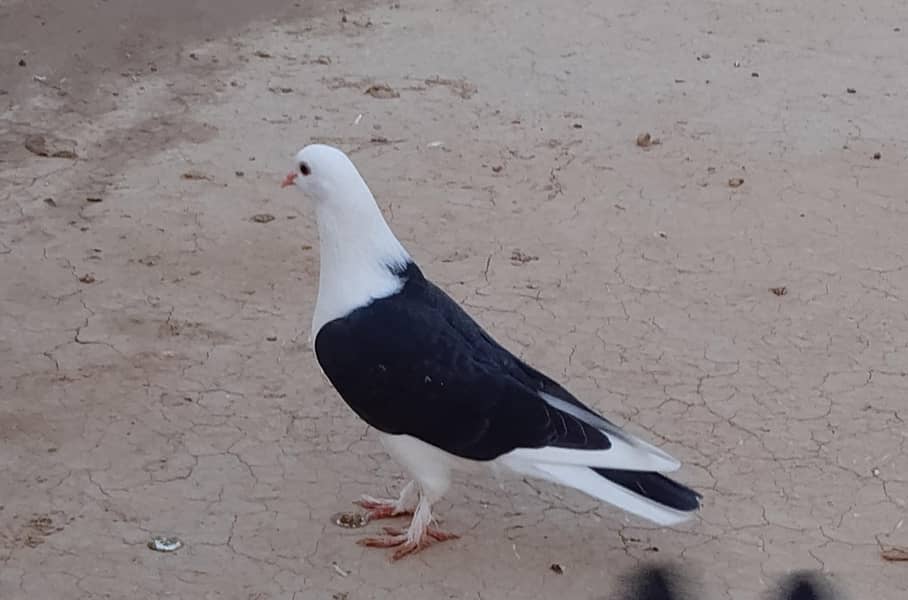 pigeon 1