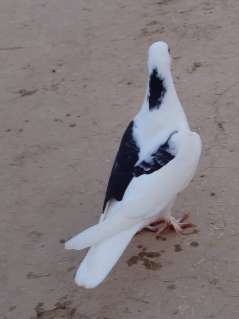pigeon 2