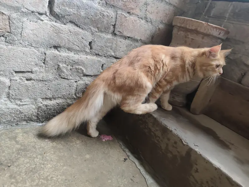 Persian Cats Pair (Biliyon Ka Jora) — photo 2