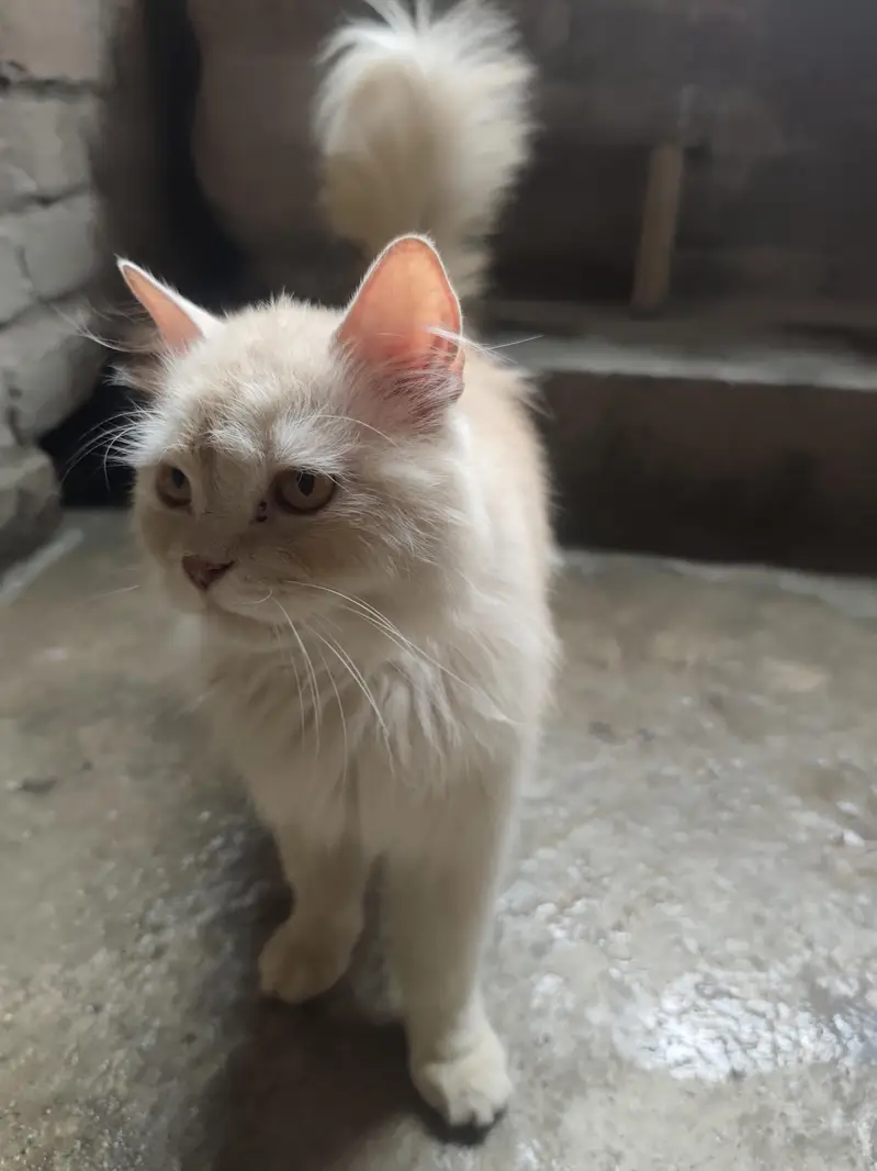 Persian Cats Pair (Biliyon Ka Jora) — photo 5