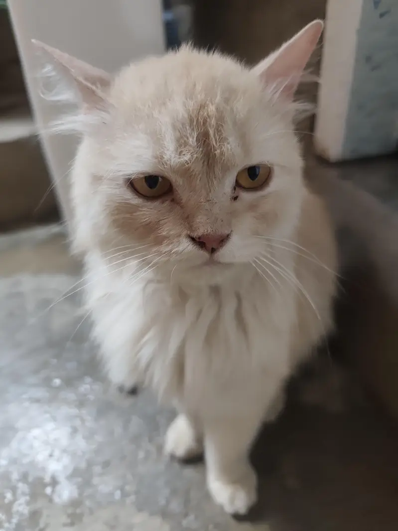 Persian Cats Pair (Biliyon Ka Jora) — photo 6