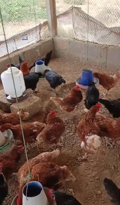 Lohmann Breed Murghi