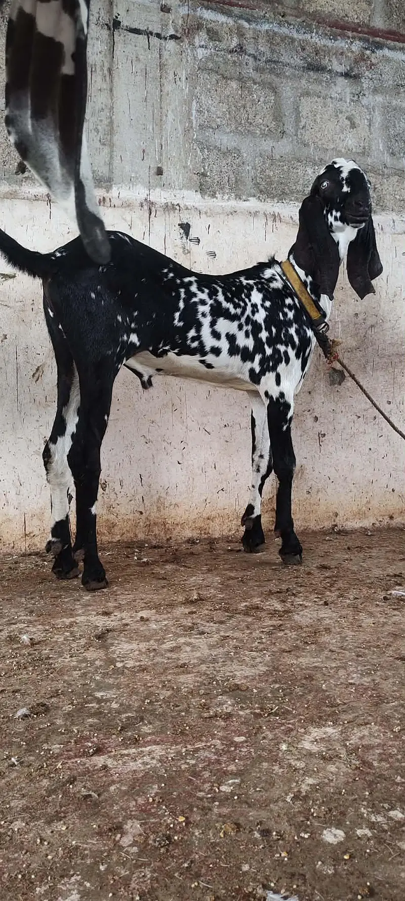 beetal nagra breader bacha — photo 7