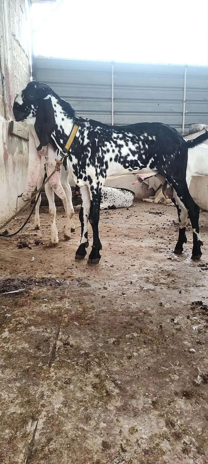 beetal nagra breader bacha — photo 8