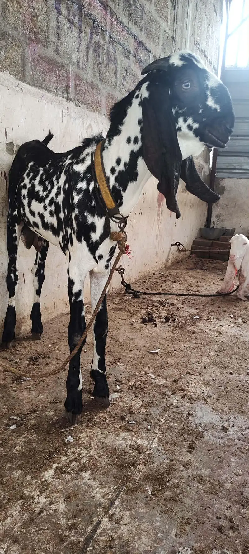 beetal nagra breader bacha — photo 9