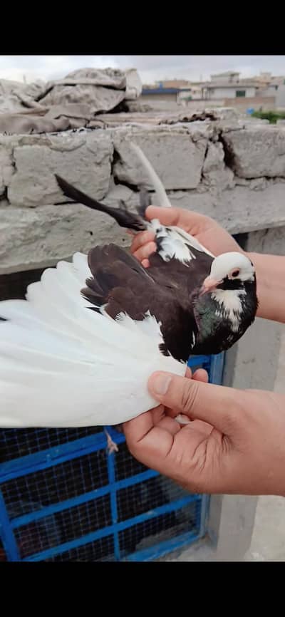 Sherazi pigeon