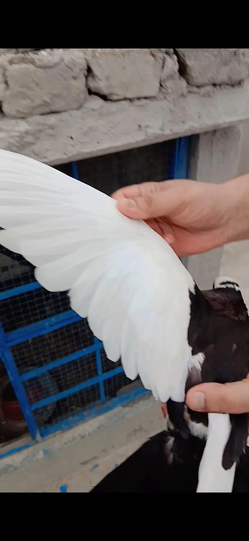Sherazi pigeon — photo 2