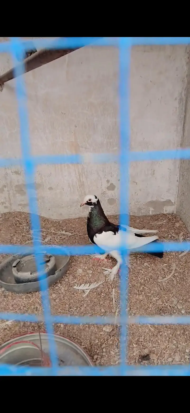Sherazi pigeon — photo 3