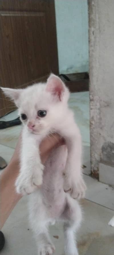 kitten  male