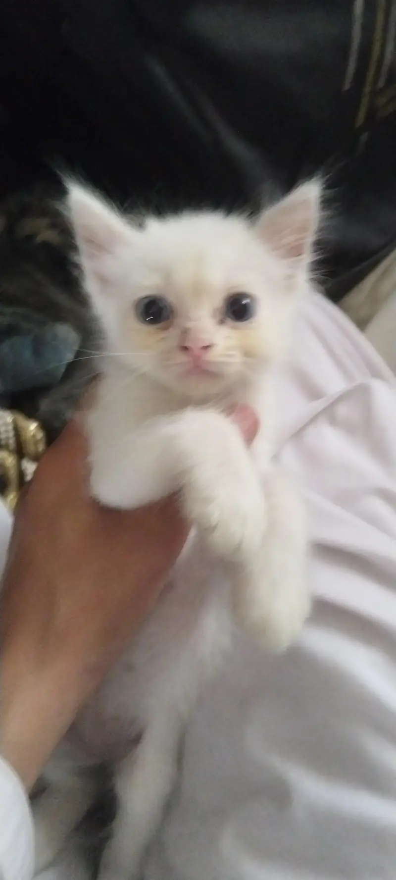 kitten  male — photo 2