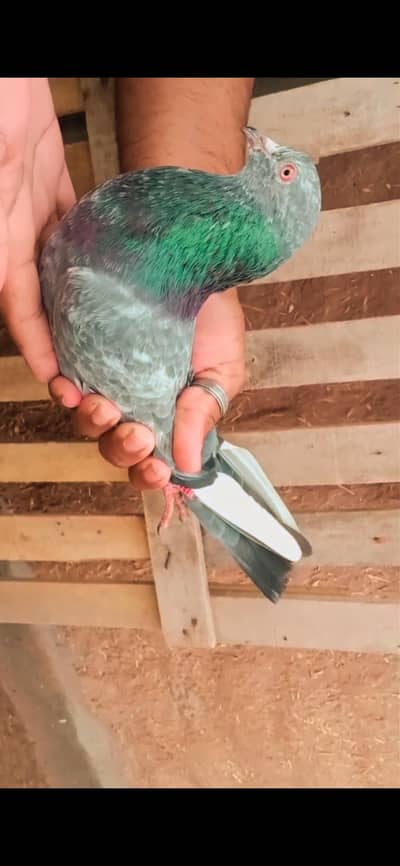 Zeera pair for sale healthy active 03405965839