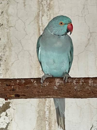 Blue Ringneck Breeder Male