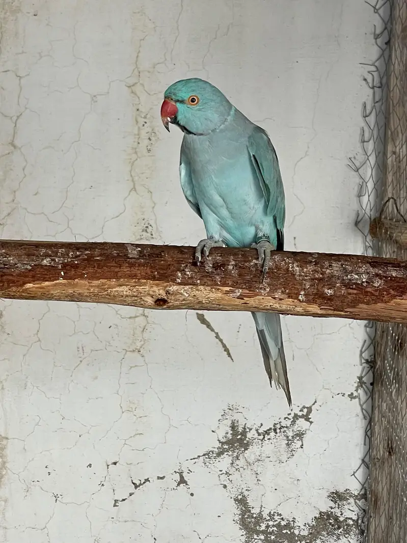 Blue Ringneck Breeder Male — photo 2