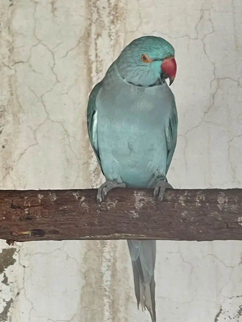 Blue Ringneck Breeder Male — photo 3