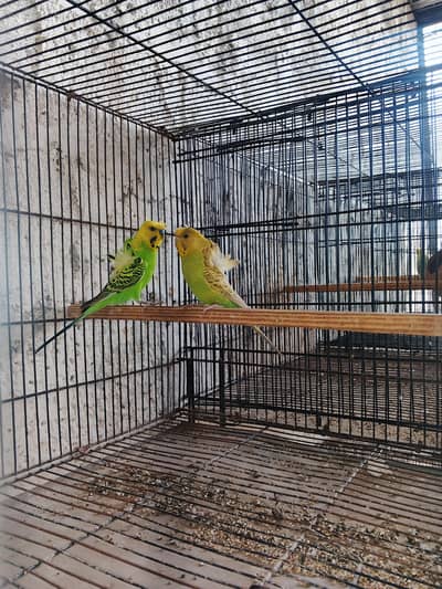 2 -hogoromo budgies pairs 1extra male -per pair price 5000