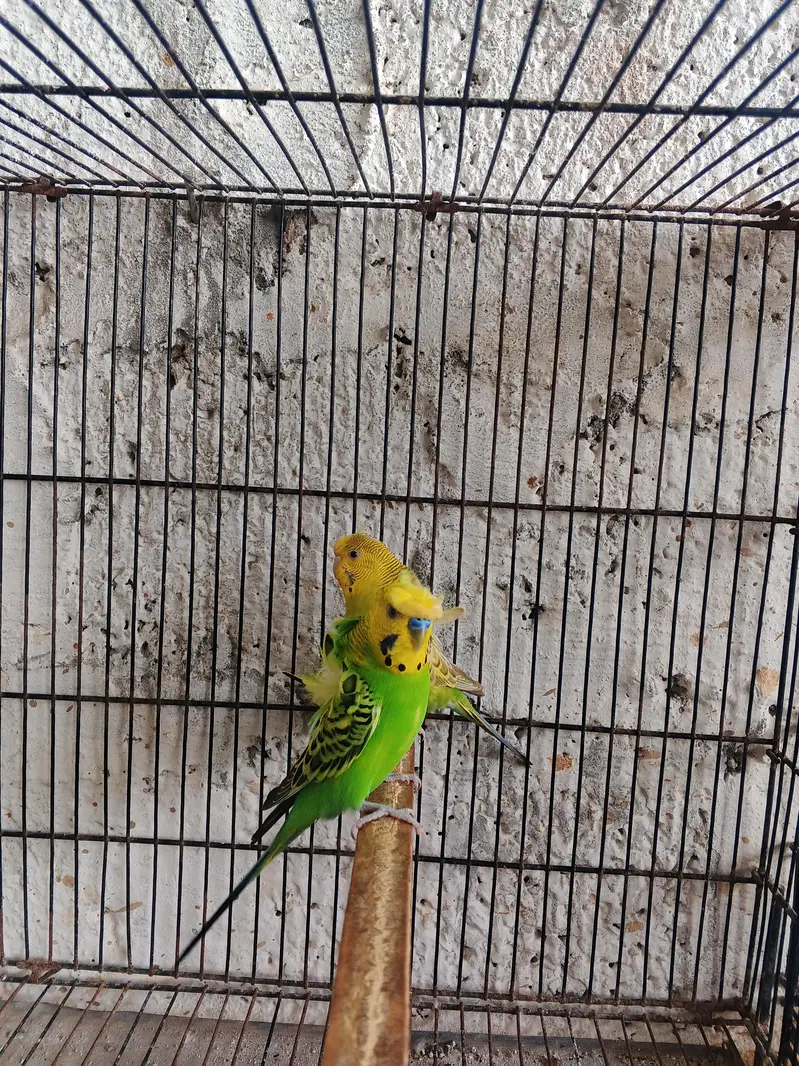 2 -hogoromo budgies pairs 1extra male -per pair price 5000 — photo 2