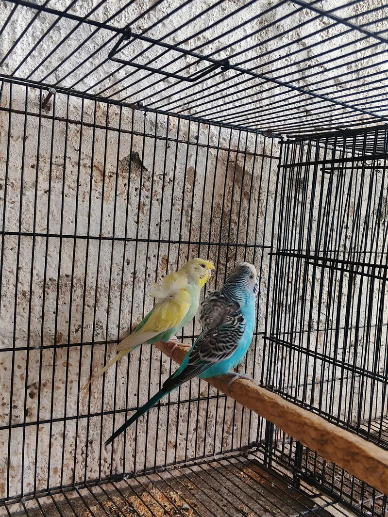 2 -hogoromo budgies pairs 1extra male -per pair price 5000 — photo 3