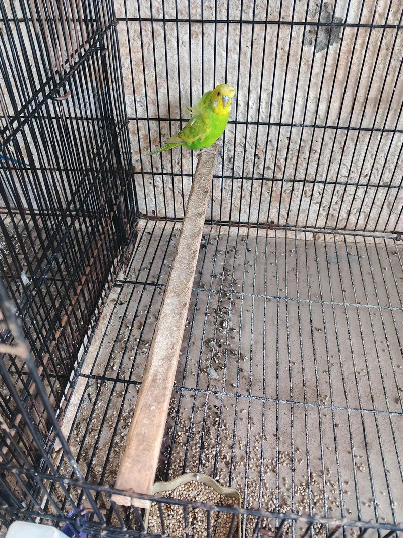 2 -hogoromo budgies pairs 1extra male -per pair price 5000 — photo 5