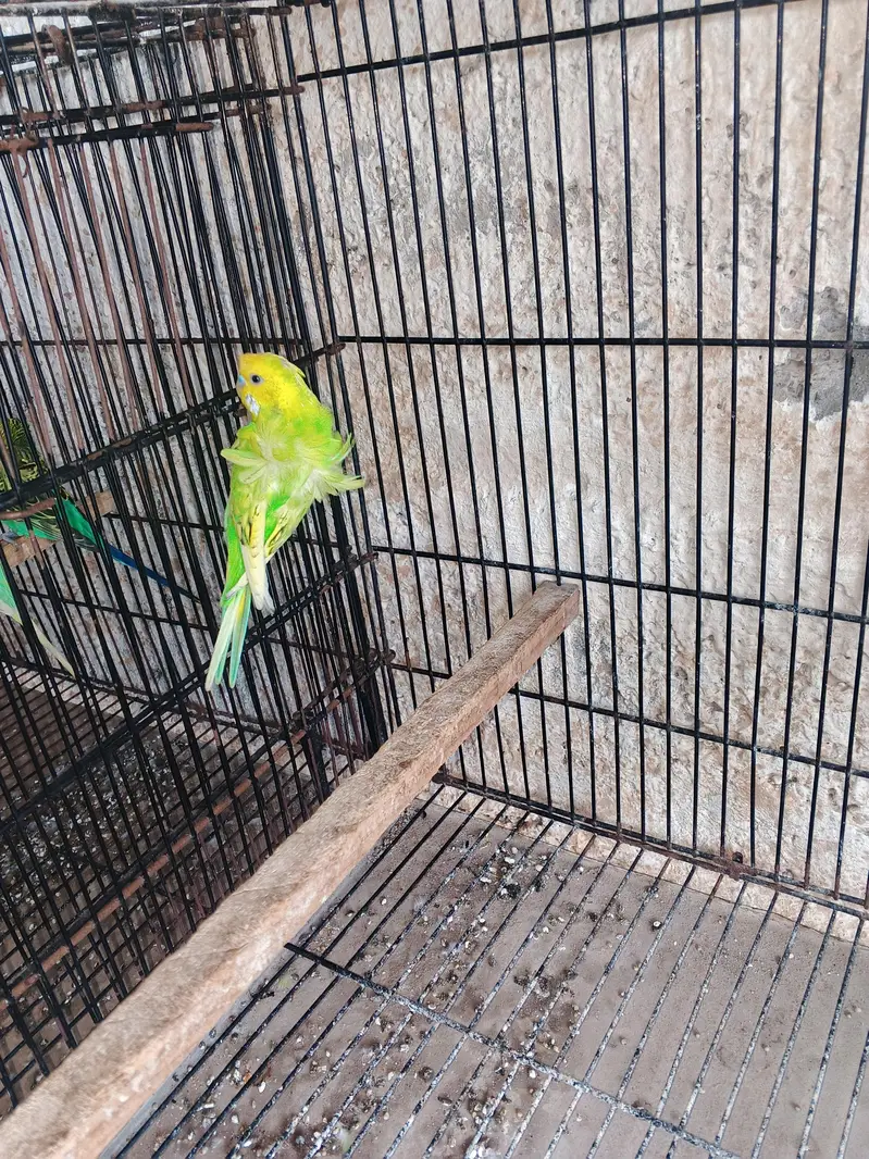 2 -hogoromo budgies pairs 1extra male -per pair price 5000 — photo 6