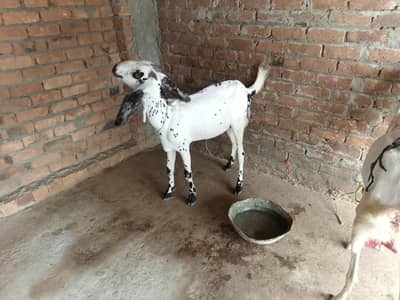 Goat for sale