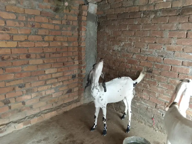 Goat for sale — photo 2