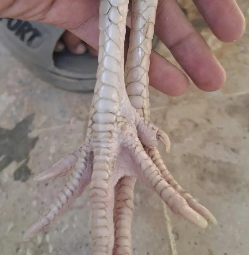 Aseel Murgy — photo 4