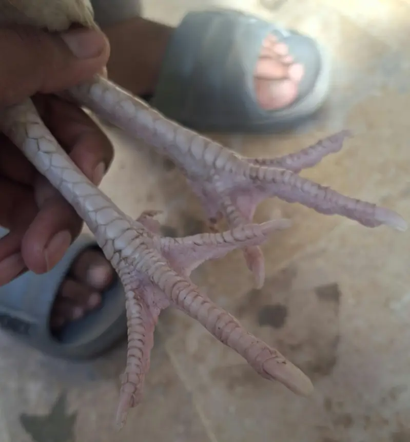 Aseel Murgy — photo 5