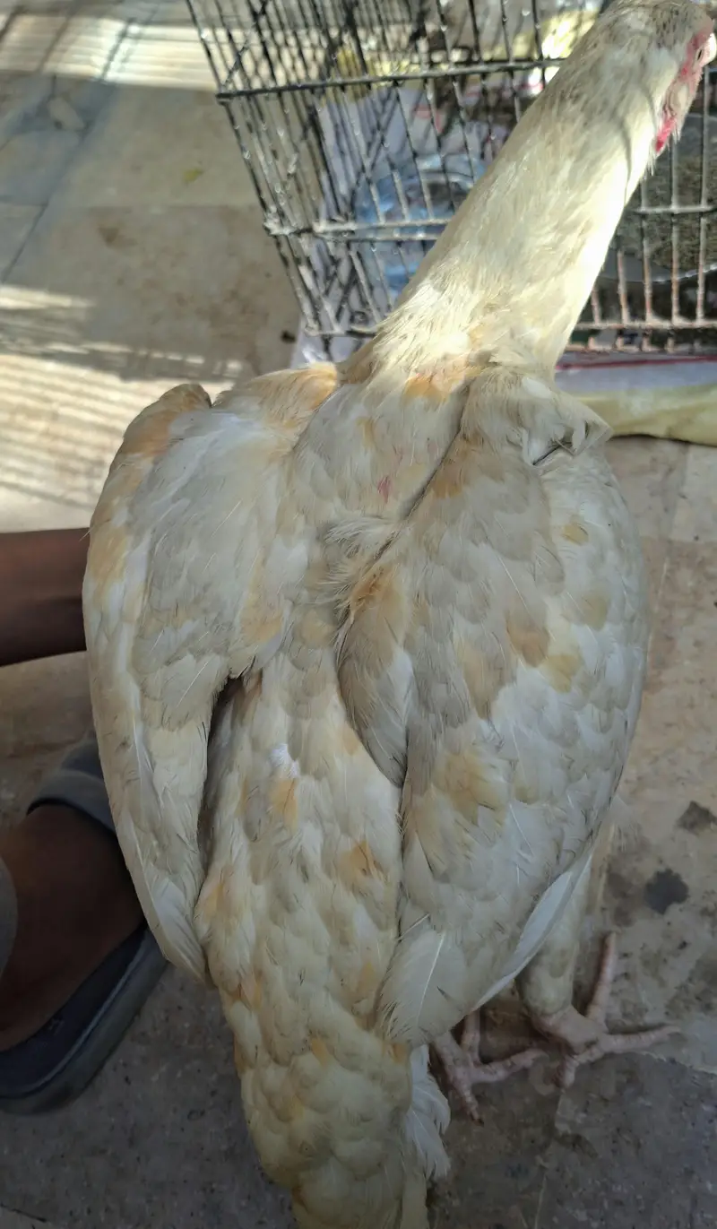 Aseel Murgy — photo 6