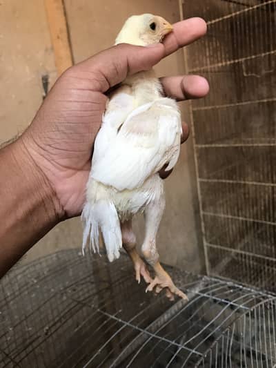 Parrot beak chicks parrot beak long tail chicks parrot beek