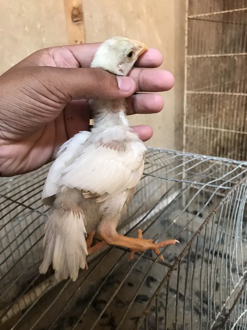 Parrot beak chicks parrot beak long tail chicks parrot beek — photo 4