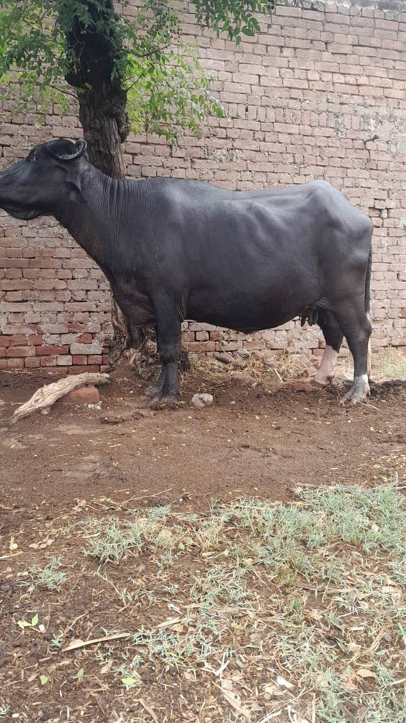 جھو ٹیاں بھینسیں 2