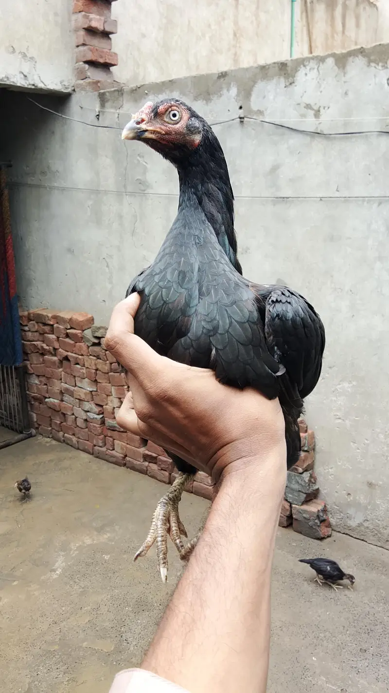 mushki madi 3 bachy Sath — photo 2