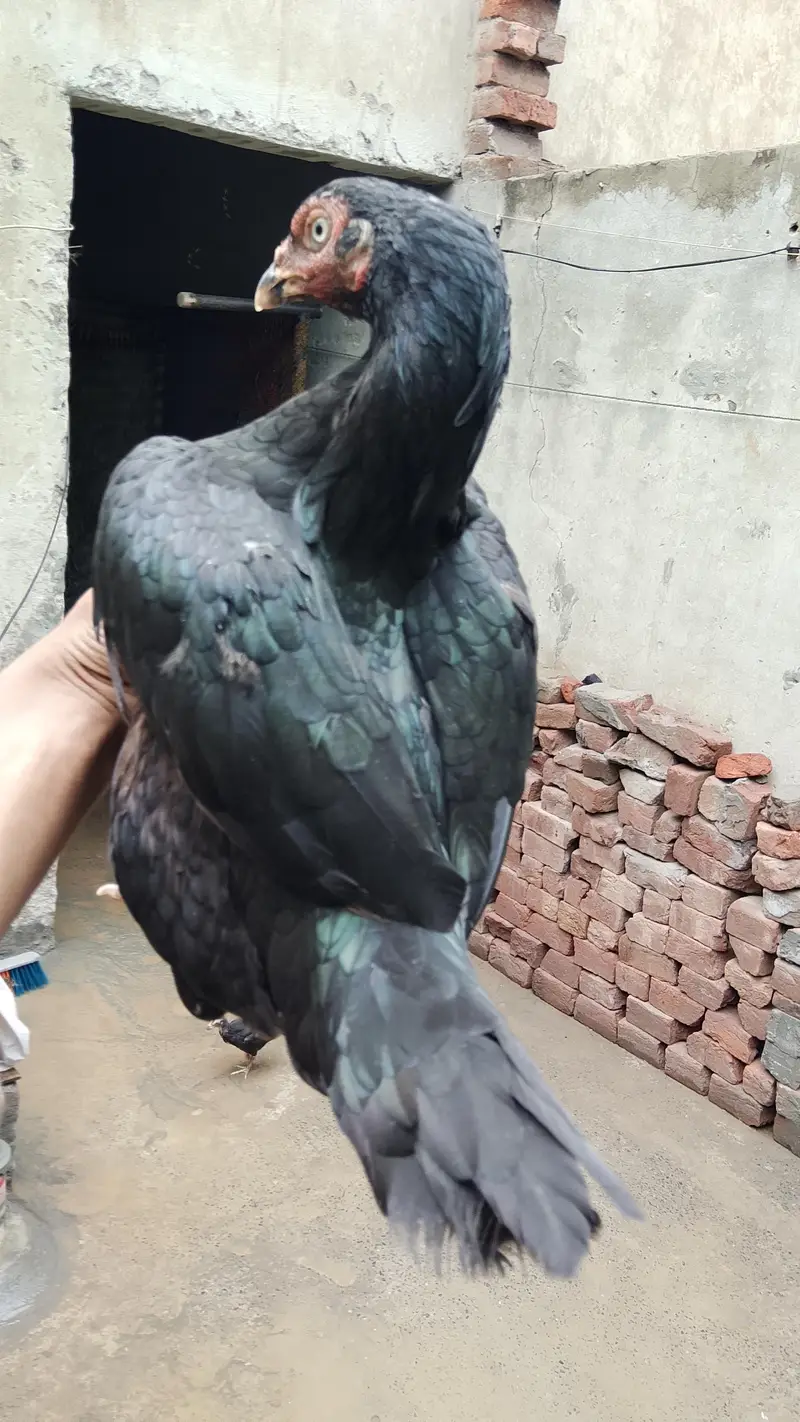 mushki madi 3 bachy Sath — photo 3