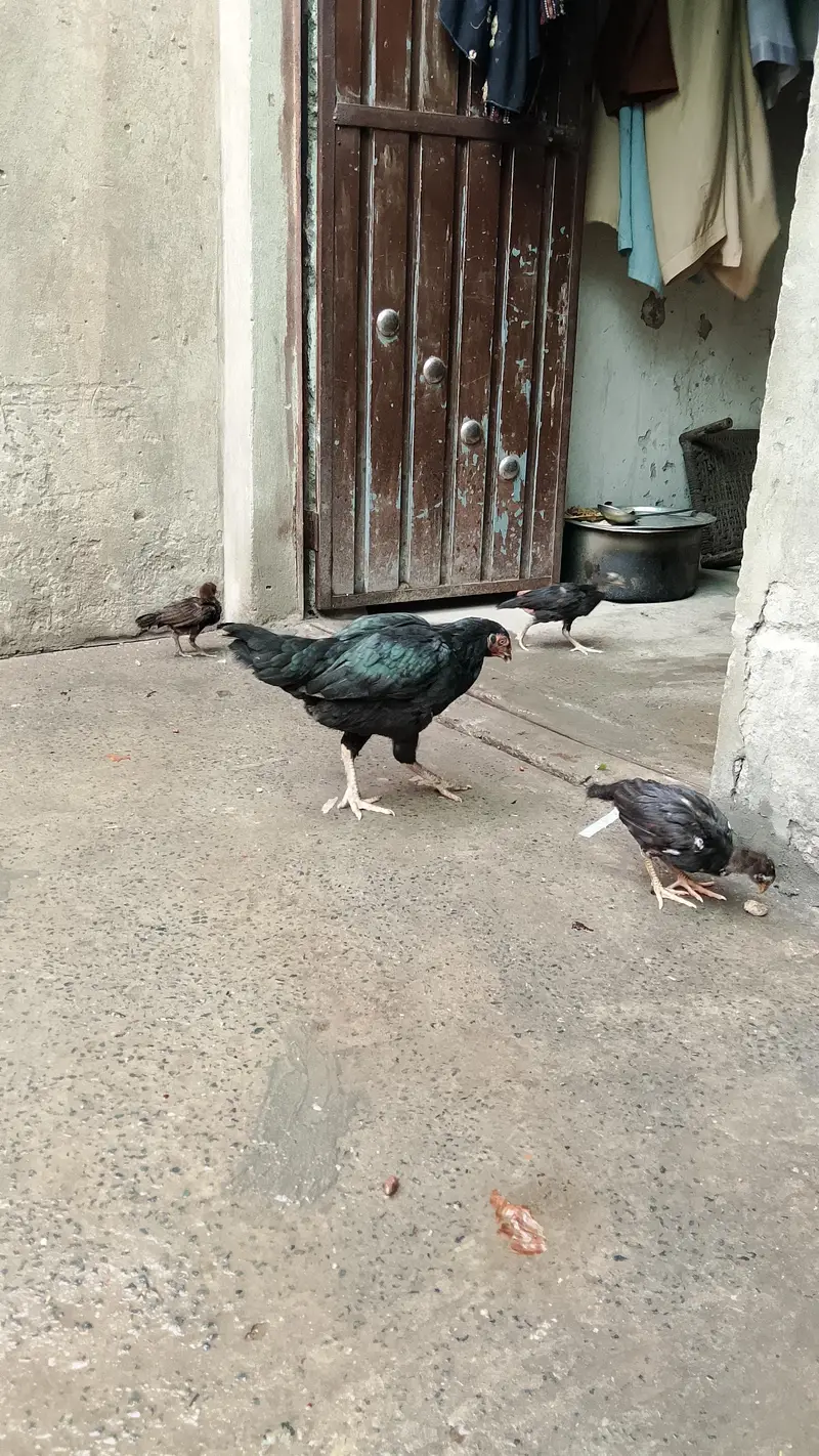 mushki madi 3 bachy Sath — photo 4