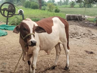 bachra payara khubsurat