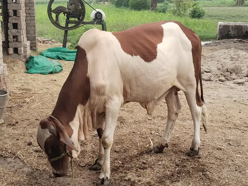 bachra payara khubsurat — photo 2