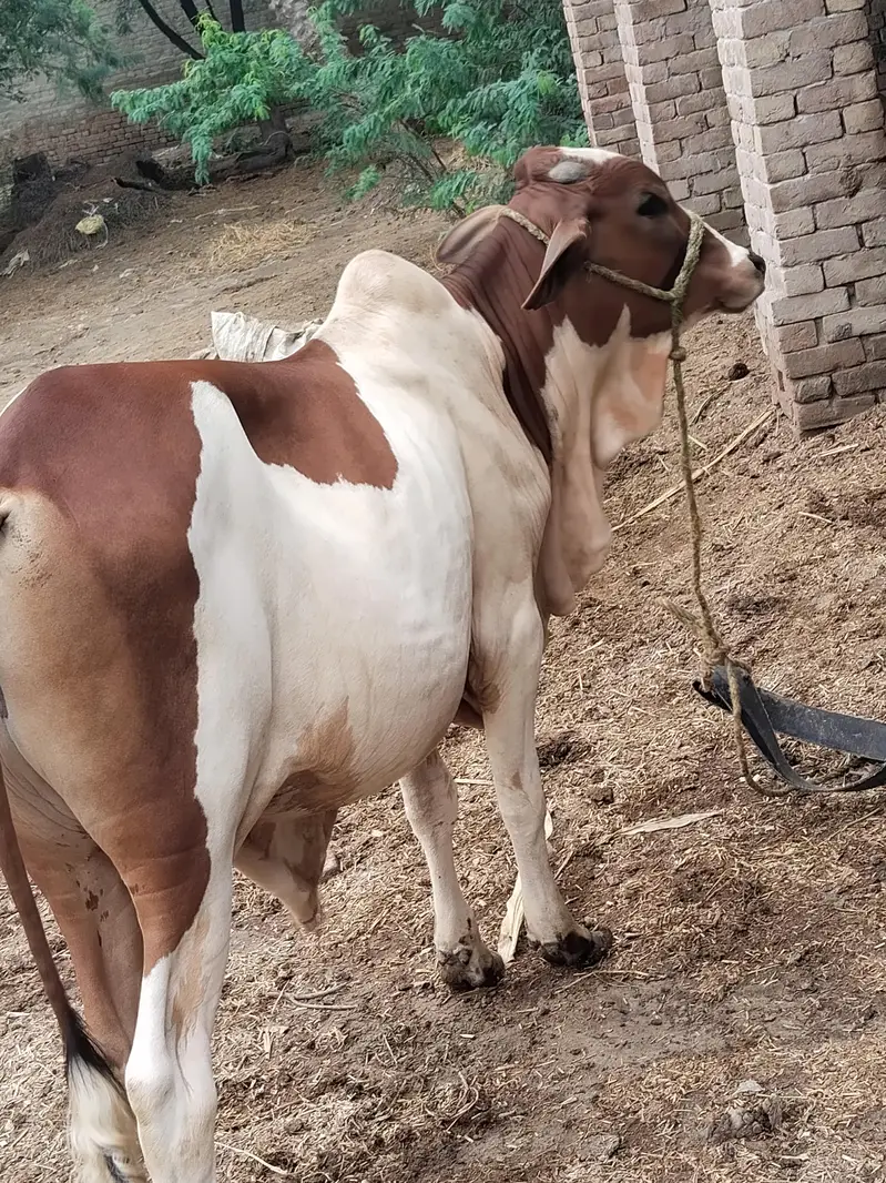 bachra payara khubsurat — photo 3