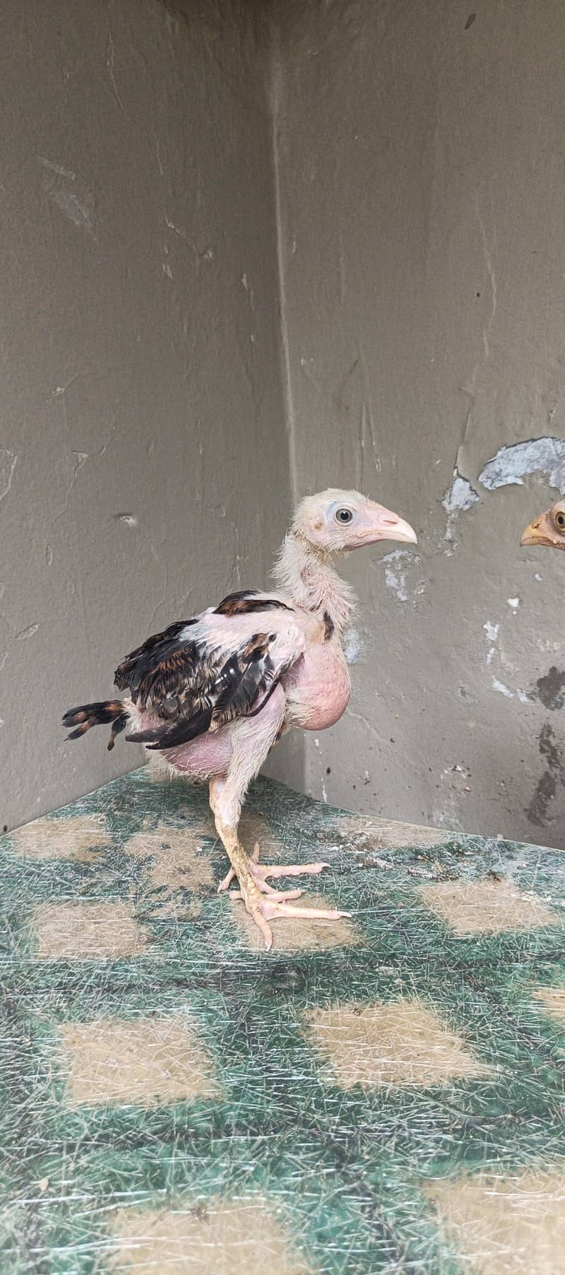 Chicks sell 1