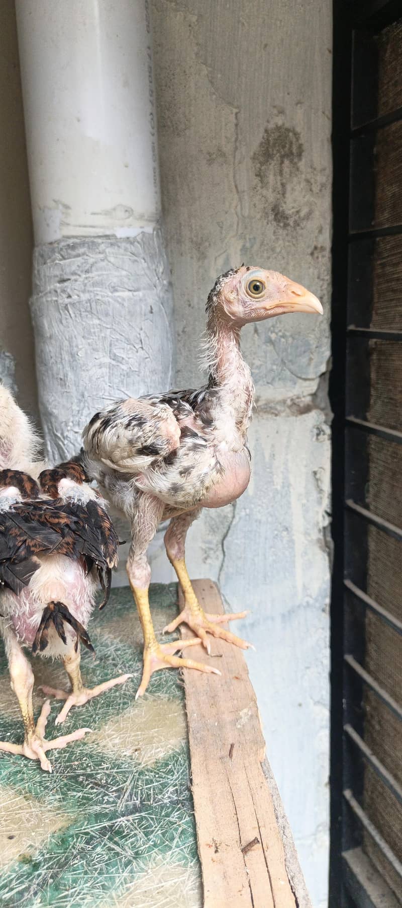 Chicks sell 2