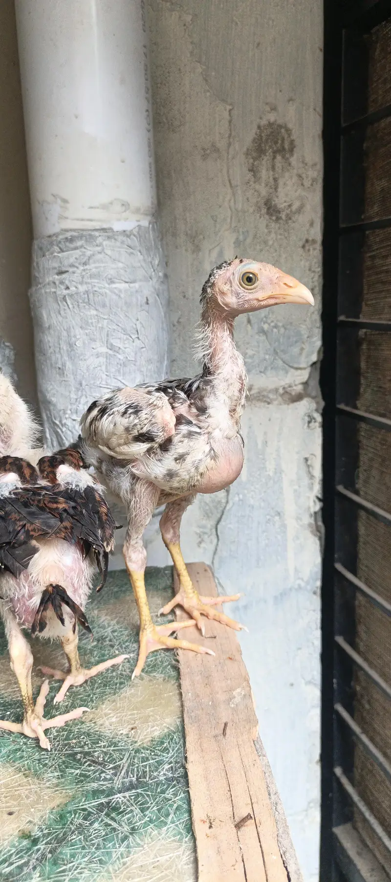 Chicks sell — photo 3