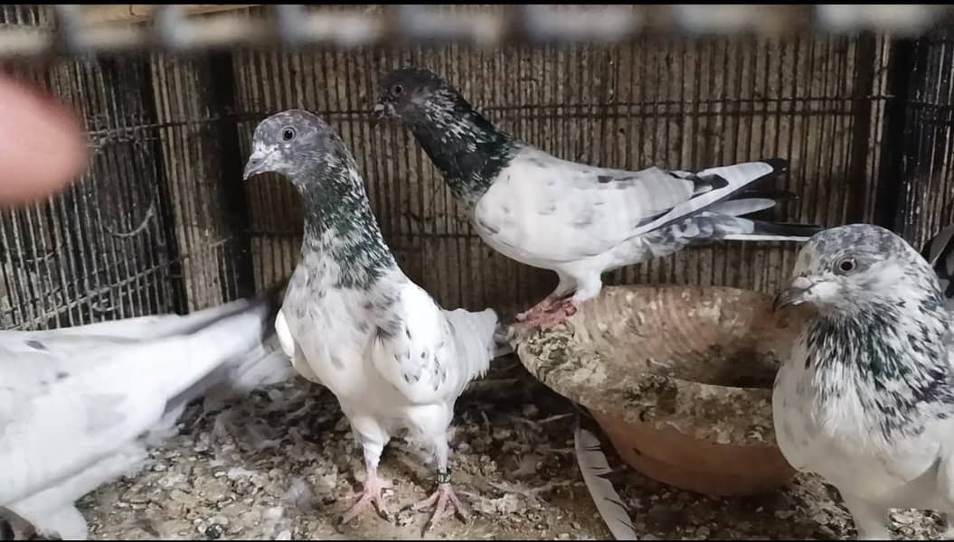 faqeergull 0