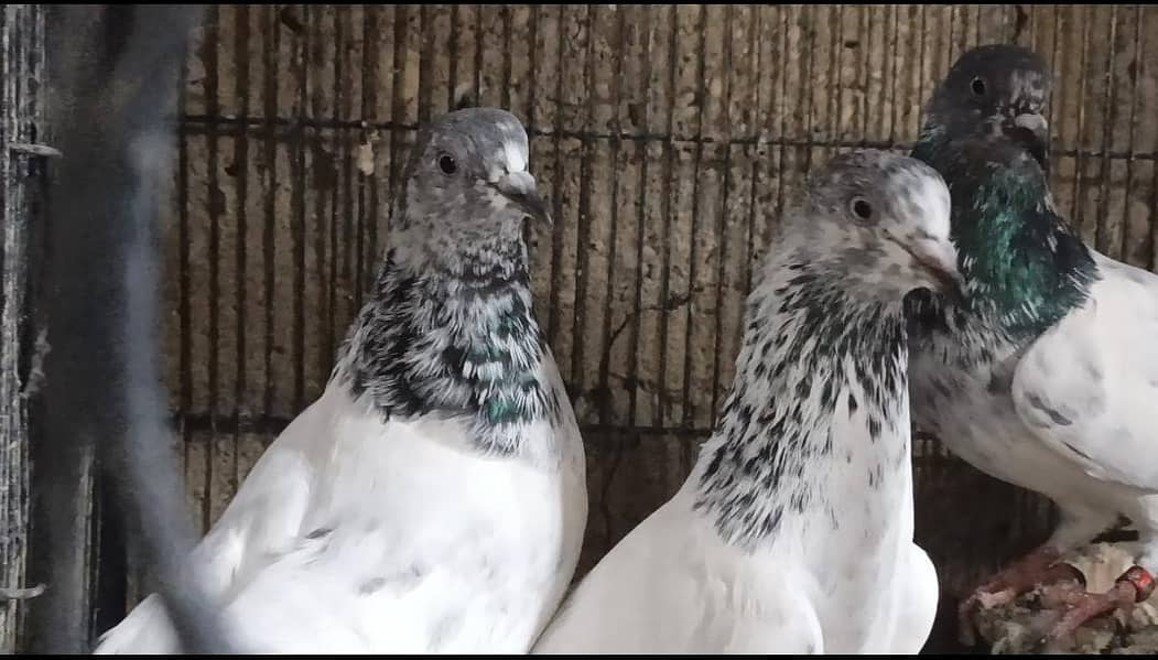 faqeergull 2