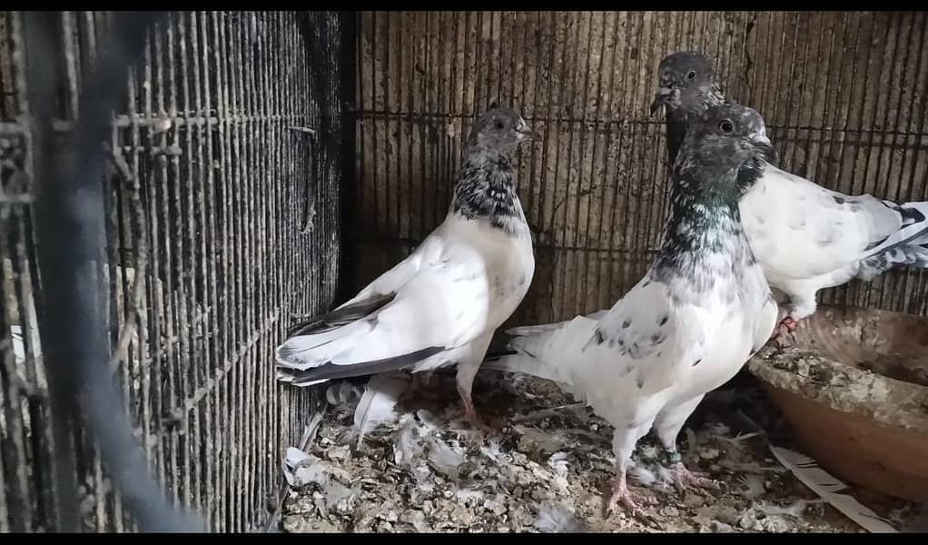 faqeergull 4