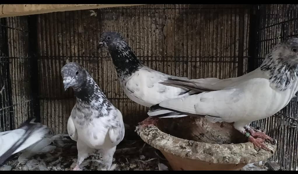 faqeergull 5
