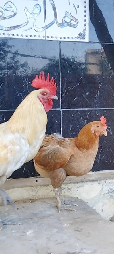 Desi pair & heavy buff Murgha available
