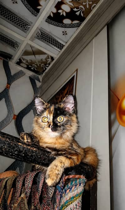 Himalayan | Female | 03277852003 | Triple coat | Yellow eyes